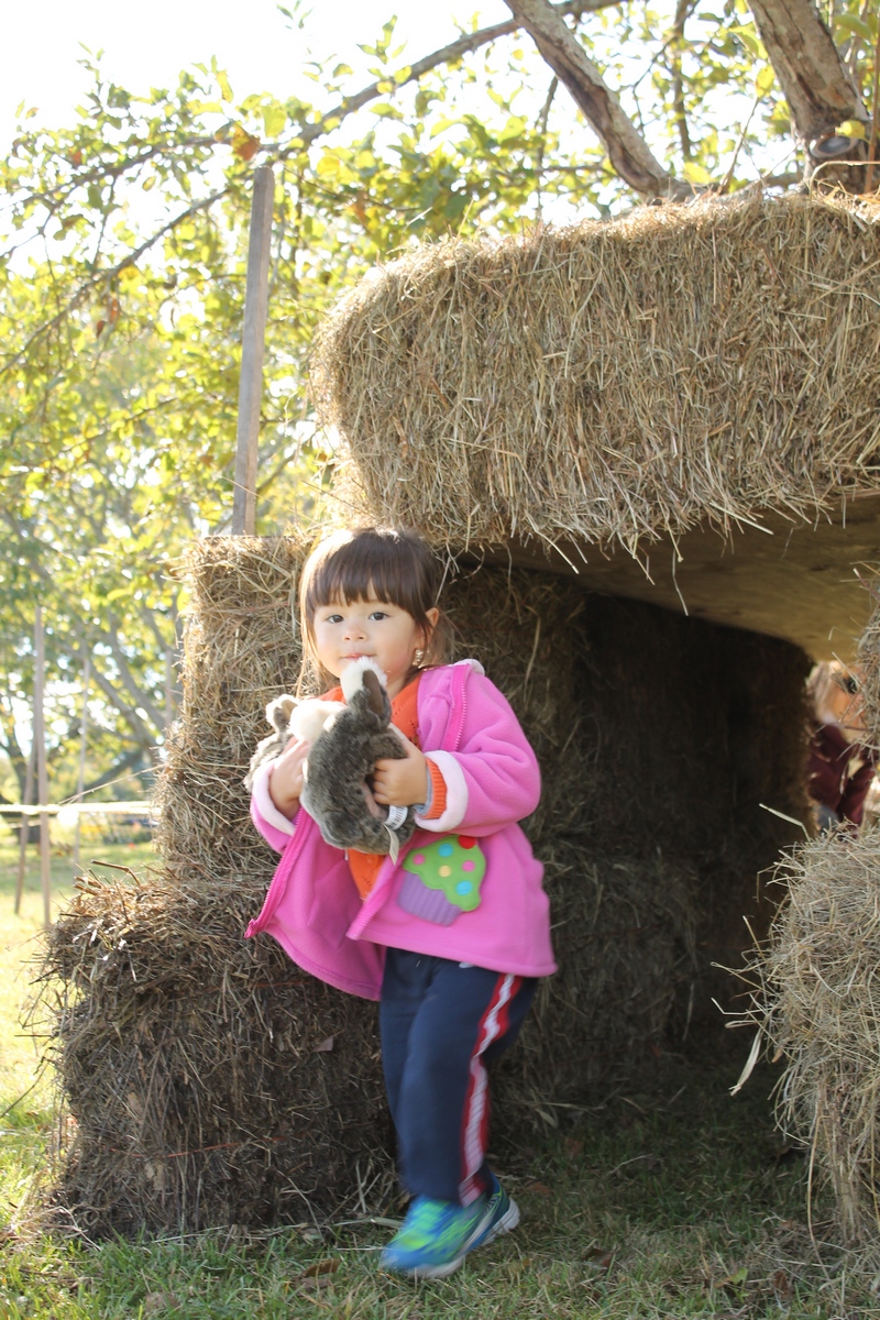 20151014_chestnut_hill_farm_festival_from_ttor_cute-girl_hay-obstacle