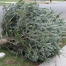 Thumbnail image for Reminder: Christmas Tree pickup is Saturday