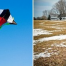 Thumbnail image for Kite flying & Nature walk at the farm – Sunday