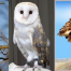 Thumbnail image for Live Owls at the Library – February 21