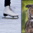 Thumbnail image for Events this week: Free Skate, World of Owls, Jewelry Making, Senior Bingo, and Tall Tales