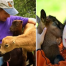 Thumbnail image for Cuddle baby goats and Meet the Farmer – Saturday