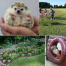 Thumbnail image for Events this week: Legos, Animals, Concerts, Running, Garden Tour and more