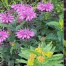Thumbnail image for Garden tour celebrates native plants – Sunday (Updated)