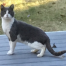 Thumbnail image for Miss me? Cat found near Oregon Road