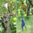 Thumbnail image for Audobon Bird Walk – Wednesday morning