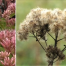 Thumbnail image for Native Plant Seed Collection Workshop – Sunday at Breakneck Hill