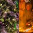 Thumbnail image for Winter on the farm: “Reindeer”, Holiday Fairy Village & Tree Lighting, and a Solstice Celebration