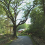 Thumbnail image for Selectmen promise to help frustrated residents raising concerns about tree removals and runoff