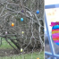 Thumbnail image for Participate in Southborough “Egg Hunt” – Saturday through Easter