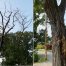 Thumbnail image for Hearings on 29 proposed Shade Tree removals: What’s on the chopping block (Updated)