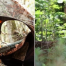 Thumbnail image for Deer hunting about to open: Details on when and where in Southborough (Updated – again)