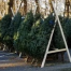 Thumbnail image for SFA’s Christmas tree sales start this Saturday