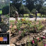 Thumbnail image for Library Native Plants Garden: A community effort