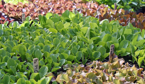 plants