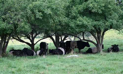 Post image for SWL: Cow fund needs volunteers, a coordinator, and sustainable funding
