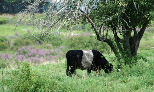 Post image for Fate of Breakneck Hill Cows rests with Conservation Commission tonight
