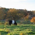 belties-oct09-1-1