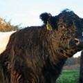 belties-oct09-1