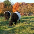belties-oct09-2-1