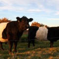 belties-oct09-2