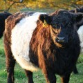 belties-oct09-3