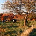 belties-oct09-6