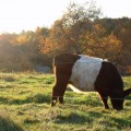 belties-oct09-7