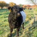 belties-oct09-8