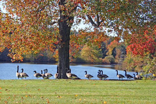geese