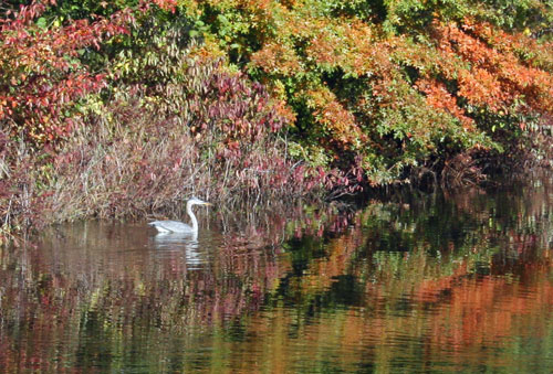 heron-1