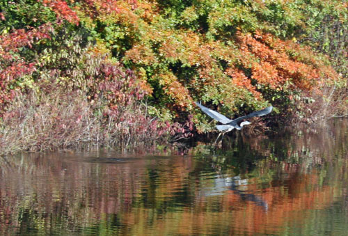 heron-2