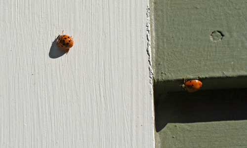 Post image for A year ago this week: Ladybugs!