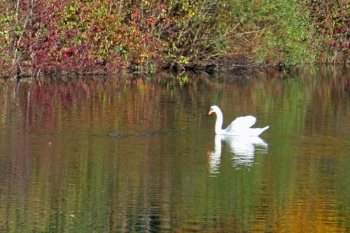 swan