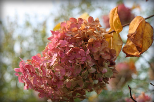 hydrangea-2