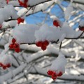 first-snow-10