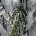 first-snow-4
