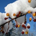 first-snow-9