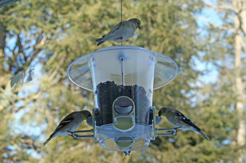 Post image for In my backyard: Birds, birds, birds