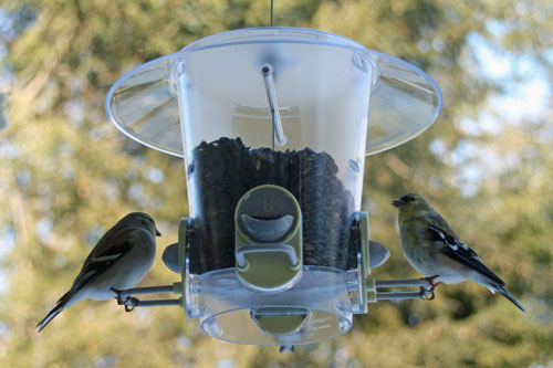 backyard-birds-2 backyard-birds-2