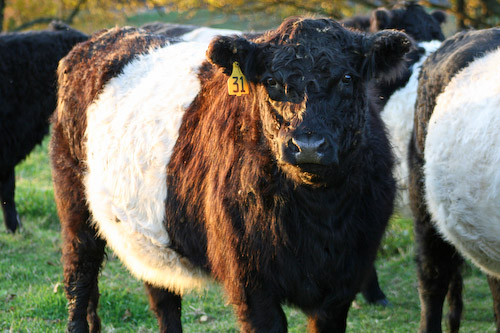 Post image for Wanna buy a beltie?