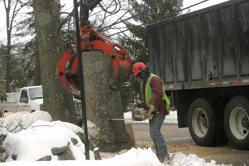flagg-road-tree-cutting-2