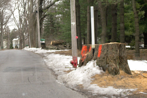 Post image for Tree stumps in Flagg Road area to be removed