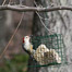 Thumbnail image for In my backyard: A red-headed friend and a pair of love birds