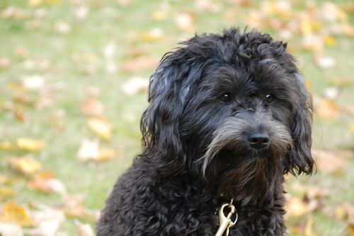 Post image for Time to get a new dog license