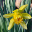 Thumbnail image for Photos: Spring is sprouting in Southborough
