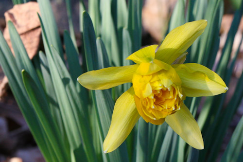 spring-daffodil