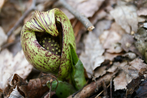 spring-unknown-1
