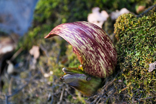 spring-unknown-2