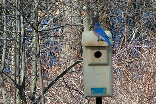 blue-and-buff-2